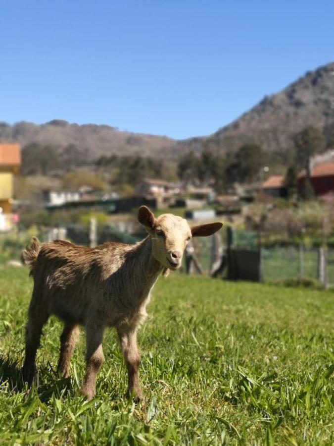 Alojamiento en el corazón de la Sierra del Galiñeiro Gondomar Exterior foto